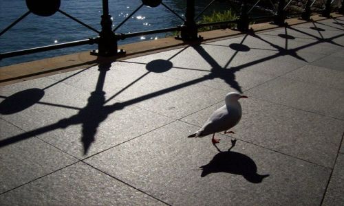 Zdjęcie AUSTRALIA / NSW / Circular Quay / spacerkiem do Opery