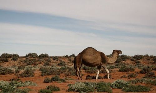 Zdjęcie AUSTRALIA / - / okolice Broken Hill / wielblad