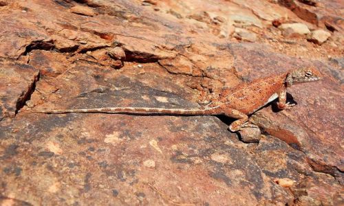 Zdjcie AUSTRALIA / Terytorium Pnocne / Kata Tjuta / Mimetyzm