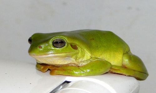 Zdjęcie AUSTRALIA / Terytorium Północne / Katherine / rezydentka w WC