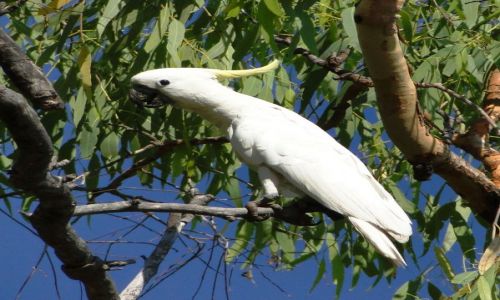Zdjęcie AUSTRALIA / Terytorium Północne / Mataranka / Kakadu żółtoczuba