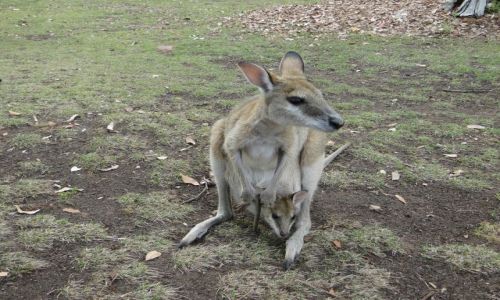 Zdjęcie AUSTRALIA / Terytorium Północne / Nitmiluk NP / rodzinny spacer
