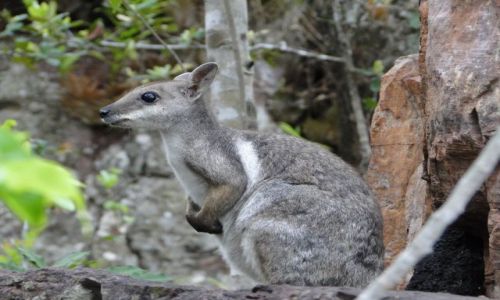 Zdjcie AUSTRALIA / Litchfield NP / Tolmer Falls / Walabia