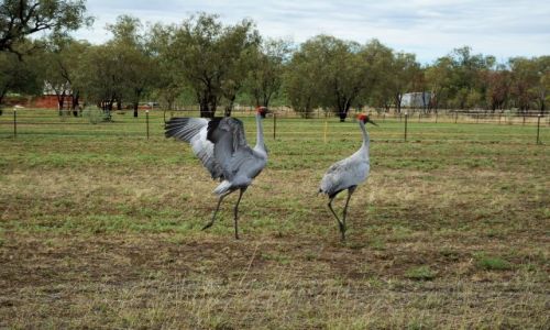 Zdjęcie AUSTRALIA / Australia Zachodnia / Geikie Gorge NP / Baleting żurawia australijskiego
