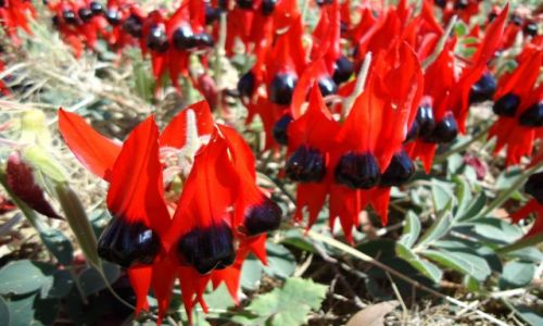 Zdjęcie AUSTRALIA / Terytorium Północne / Alice Springs / Nie na pustyni