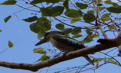Zdjęcie AUSTRALIA / Australia Zachodnia / Kimberley / Kookabura