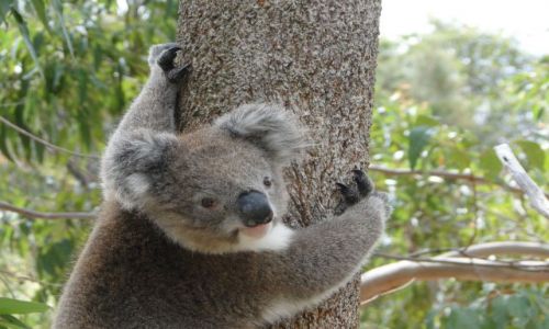 Zdjęcie AUSTRALIA / Australia Zachodnia / Yanchip NP / Oczywiście koala