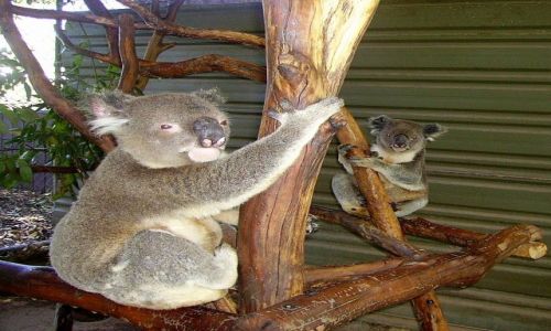 Zdjecie AUSTRALIA / poudniowa Australia / okolice Brisbane / w Lone Pine Sanctuary