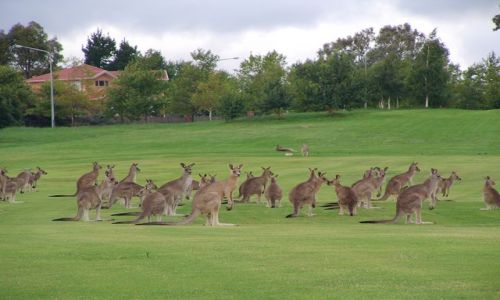 Zdjecie AUSTRALIA / Central Teryt / Cambera / kangaroo