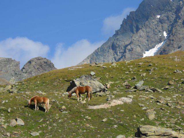 Zdjęcia: okolice Grossglockner, Taury Wielkie, koniki, AUSTRIA Zdjęcia: okolice Grossglockner, Taury Wielkie, koniki, AUSTRIA