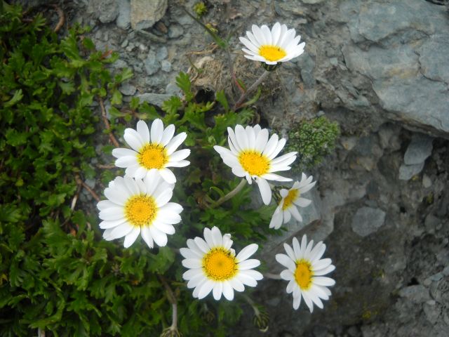 Zdjęcia: okolice Grossglocner, Taury Wielkie, roślinność alpejska, AUSTRIA Zdjęcia: okolice Grossglocner, Taury Wielkie, roślinność alpejska, AUSTRIA