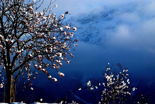 Zdjęcia: FISS, TYROL, jarzębina, AUSTRIA Zdjęcia: FISS, TYROL, jarzębina, AUSTRIA