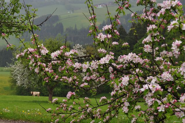 Zdjęcia: laczka, oberösteraich, wiosenka, AUSTRIA Zdjęcia: laczka, oberösteraich, wiosenka, AUSTRIA