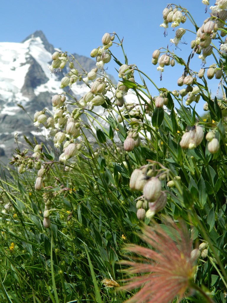 Zdjęcia: droga alpejska nr 107, Tirol, w oddali Grossglockner , AUSTRIA Zdjęcia: droga alpejska nr 107, Tirol, w oddali Grossglockner , AUSTRIA