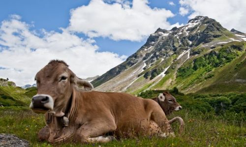 Zdjecie AUSTRIA / - / Alpy Austrijackie / Krwka z Silvretty