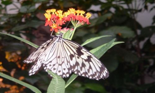 Zdjecie AUSTRIA / brak / Wiede / Motyl