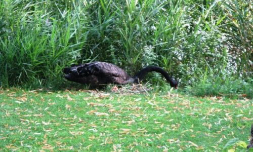 Zdjęcie AUSTRIA / - / Puchberg / Może być i czarny...
