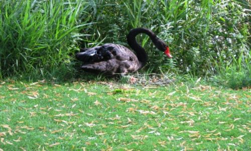 Zdjęcie AUSTRIA / - / Puchberg / Może być i czarny...2