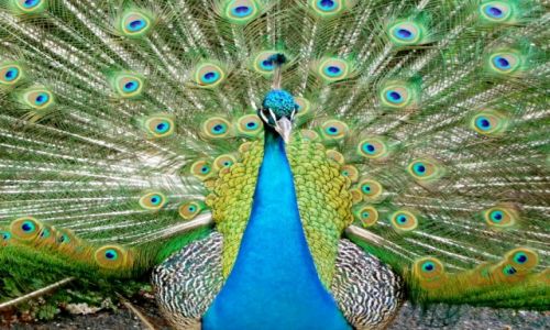 Zdjecie AUSTRIA / Dolna Austria (Nieder�sterreich)  / Sch�nbrunn Tiergarten / Paw