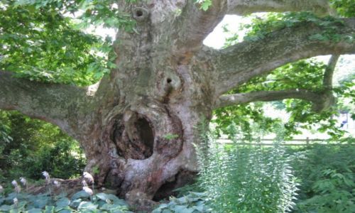 Zdj�cie AUSTRIA / - / Baden / Ro�nie 200 lat