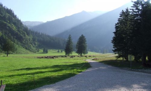 Zdjcie AUSTRIA / Tyrol / Vilsalpsee / Koczcy si dzie