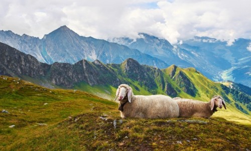 Zdjecie AUSTRIA / Zilertal / Hinter Tux / owieczki