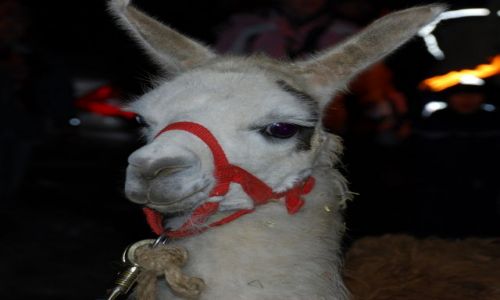 Zdjecie AUSTRIA / KRAJ SALZBURSKI / Embach / Lama o blunierczym imieniu na literk K....