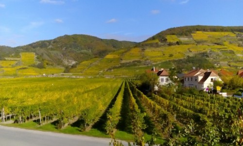 Zdjcie AUSTRIA / Dolina Wachau / Unterloiben / Widok z okna pensjonatu