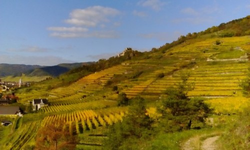 Zdjcie AUSTRIA / Dolina Wachau / Dolina Wachau / Tarasy winnic