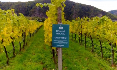 Zdjcie AUSTRIA / Dolina Wachau / Dolina Wachau / Bardzo smaczne