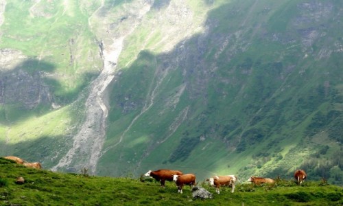 Zdjcie AUSTRIA / Wysokie Taury / Grossglokner Hochalpenstrasse / Alpejskie klimaty