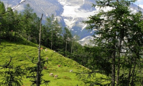 Zdjcie AUSTRIA / Kraj Salzburski / Park Narodowy Wysokie Taury / Alpejskie widoki