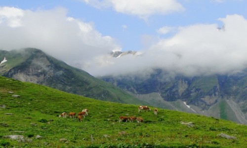 Zdjcie AUSTRIA / Kraj Salzburski / Park Narodowy Wysokie Taury / Lato w Alpach