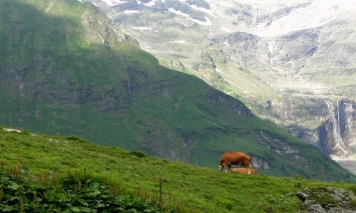 Zdjcie AUSTRIA / Kraj Salzburski / Park Narodowy Wysokie Taury / Lato w Alpach