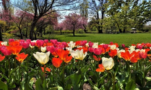 Zdjęcie AUSTRIA / Wiedeń / park przy Dunaju / kolorowo ...wiosennie ..