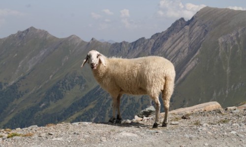 Zdjecie AUSTRIA / Salzburg / Zell am See / Lodowiec, gry i jezioro