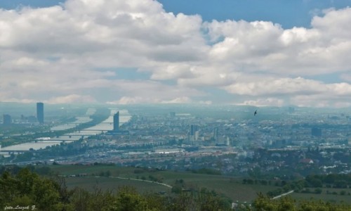 Zdjecie AUSTRIA / Kahlenberg - Wiede. / Wzgrze w Lesie Wiedeskim. / Wiede ze wgrza Kahlenbercu.