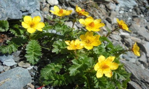 Zdjecie AUSTRIA / Taury Wielkie / okolice Grossglockner / alpejska przyroda