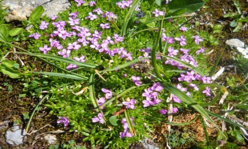 Zdjęcie AUSTRIA / Taury Wielkie / w drodze do Studlhutte / alpejska przyroda