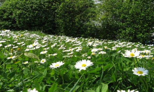 Zdjęcie AUSTRIA / oberösteraich / trawnik pod moim blokiem / w krainie stokrotek