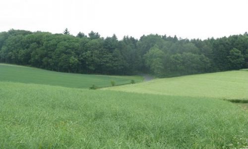 Zdjecie AUSTRIA / obersteraich / pola / zielonosci