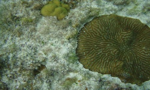 BAHAMY / brak / Eleuthera Island / podwodny wiat