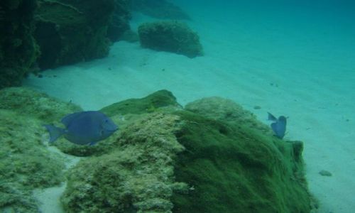 BAHAMY / brak / Eleuthera Island / podwodny wiat 3