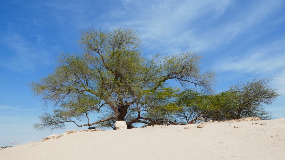 Zdjęcia: Jebel Dukhan, Al-Muhafazat al-Dżanubijja, Tree of Life, BAHRAJN Zdjęcia: Jebel Dukhan, Al-Muhafazat al-Dżanubijja, Tree of Life, BAHRAJN