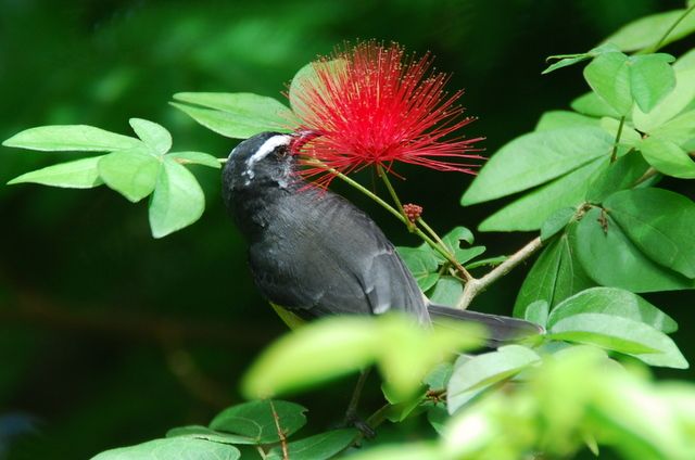Zdjęcia: Batksheba Park, Karaiby, Kwiatek z PTASZKIEM dla...barbi, BARBADOS Zdjęcia: Batksheba Park, Karaiby, Kwiatek z PTASZKIEM dla...barbi, BARBADOS