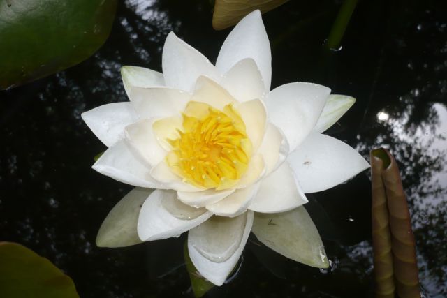 Zdjęcia: w ogrodzie, SPA, Piękno zaklęte w nenufarze, BELGIA Zdjęcia: w ogrodzie, SPA, Piękno zaklęte w nenufarze, BELGIA