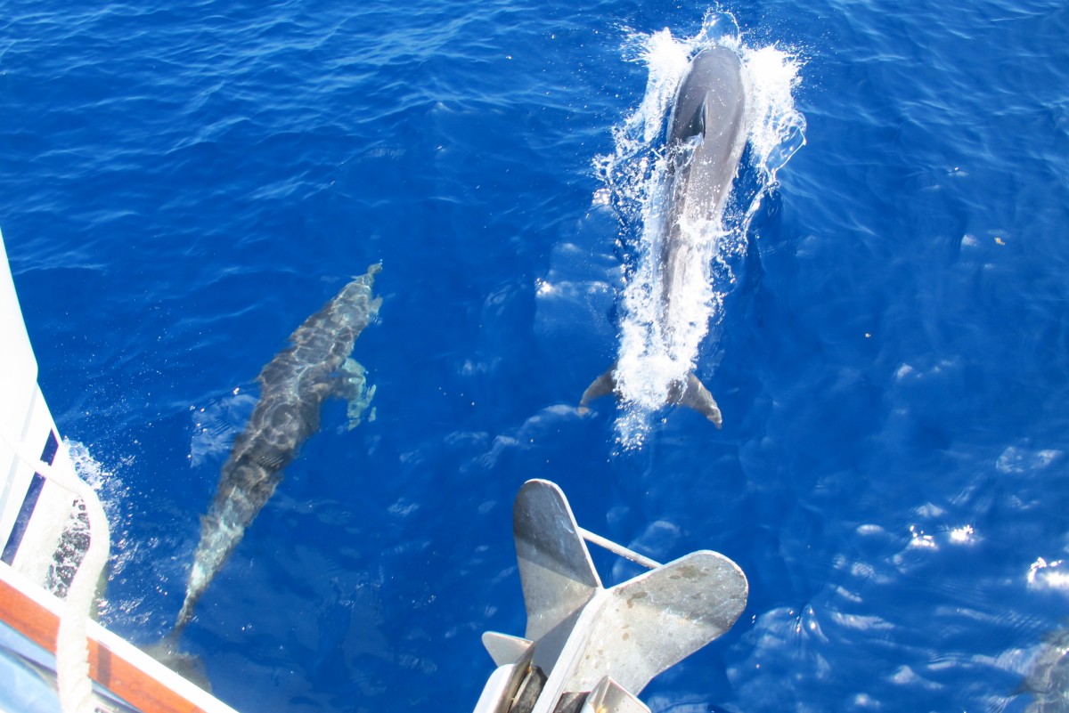 Zdjęcia: Atoll, Blue Hole, Delfiny, BELIZE Zdjęcia: Atoll, Blue Hole, Delfiny, BELIZE