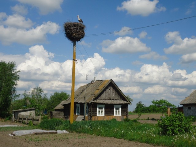 Zdj cia: Osownica (bia. Asaunica), Obwd brzeski / Polesie, Poleskie klimaty ...., BIAORU