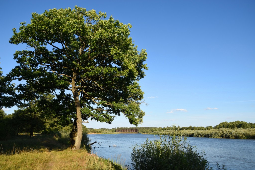 Zdjęcia: niedaleko Mostów, obwód grodzieński, D±browa nad Niemnem, BIAłORU¶ Zdjęcia: niedaleko Mostów, obwód grodzieński, D±browa nad Niemnem, BIAłORU¶