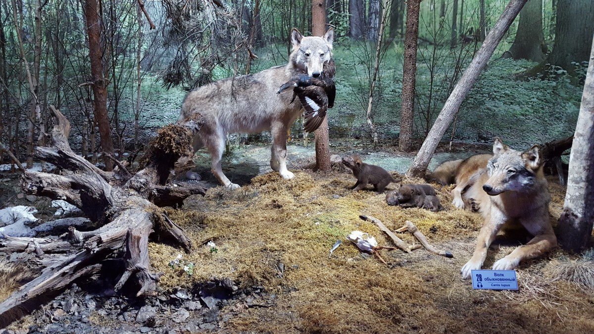 Zdjęcia: Kamieniuki, Puszcza Białowieska, Muzeum le¶ne, BIAłORU¶ Zdjęcia: Kamieniuki, Puszcza Białowieska, Muzeum le¶ne, BIAłORU¶